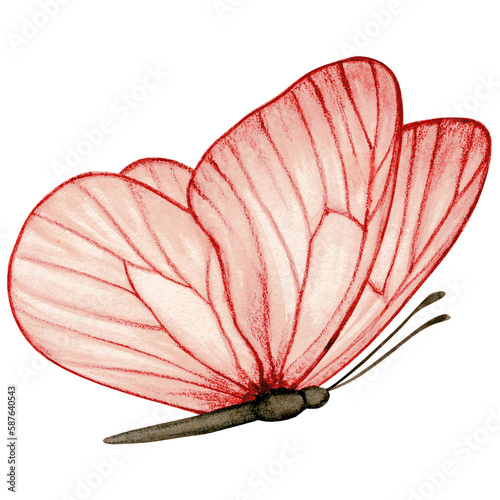 Wallpaper Mural Watercolor hand drawn butterfly Torontodigital.ca