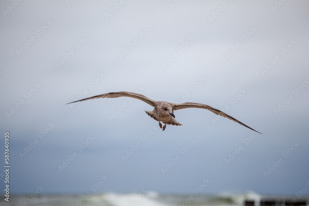 Seagull in the natural environment on the Baltic Sea.