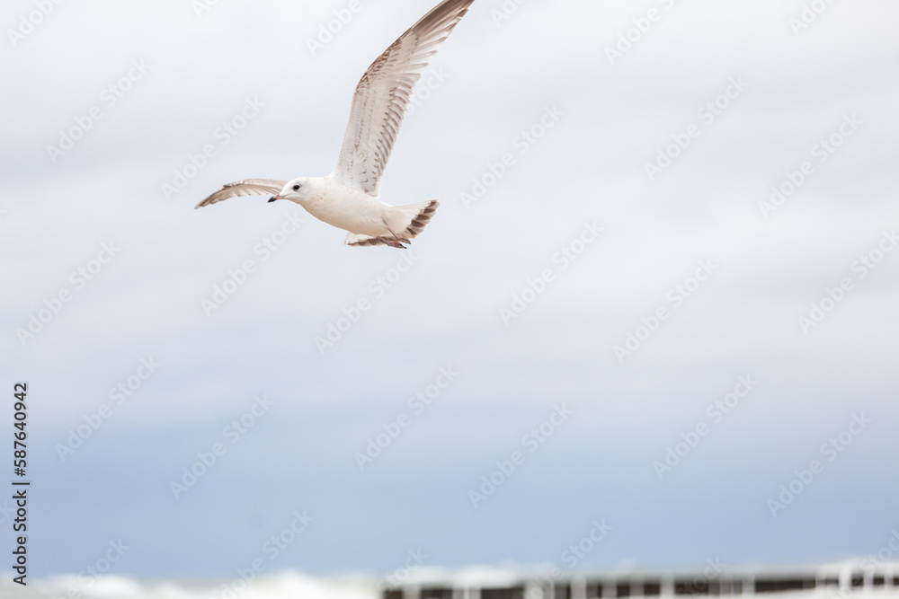 Seagull in the natural environment on the Baltic Sea. Seagull in the natural environment on the Baltic Sea.