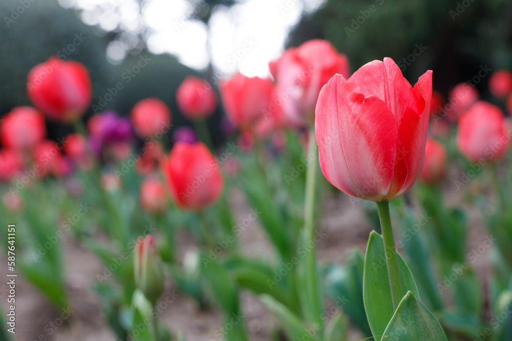 Spring tulip flower on blurred nature background