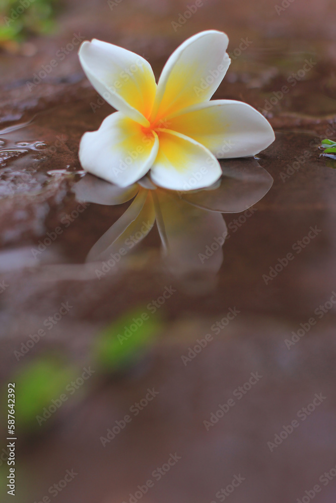 Frangipani flower on the wet sand with water reflection.