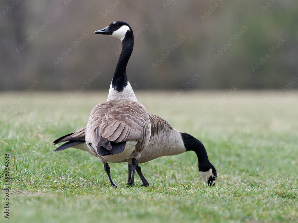 Kanadagans , Branta canadensis