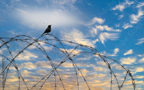 a bird on a barbwire