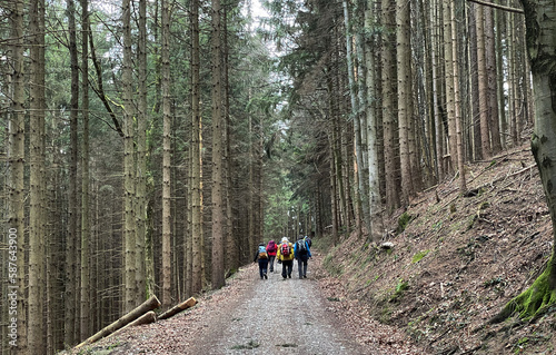 Gruppe von Wanderern auf einem breiten Weg im Nadelwald im Frühling in Bayern, Deutschland