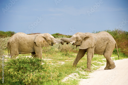 Elephants play