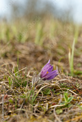 Kuhschelle, Küchenschelle, Pulsatilla vulgaris