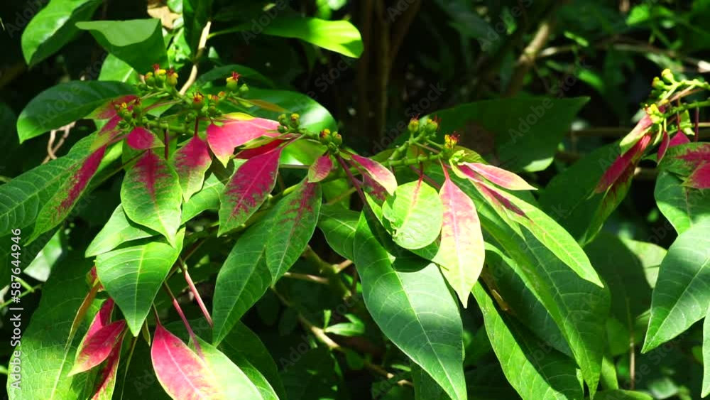 Poinsettia (Also called Euphorbia pulcherrima, Kastuba, flor de pascua) in nature. Though often stated to be highly toxic, the poinsettia is not dangerous to pets or children Poinsettia (Also called Euphorbia pulcherrima, Kastuba, flor de pascua) in nature. Though often stated to be highly toxic, the poinsettia is not dangerous to pets or children