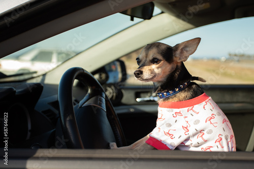 road trips  travel with pets  summer travel  cute small dog driving a car  summer holidays