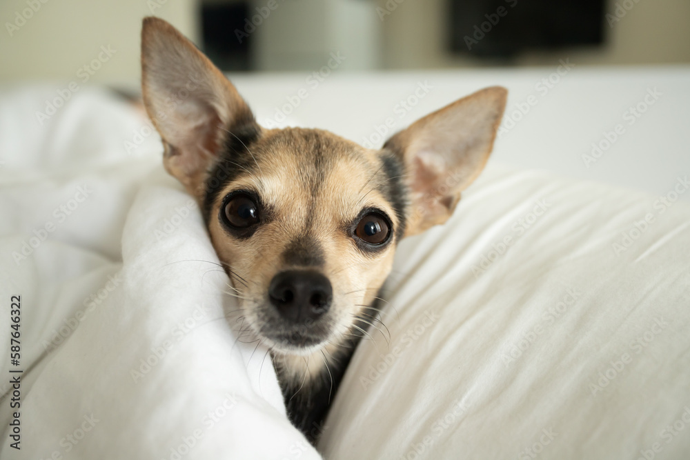 cute dog lies in bed on a pillow under a blanket