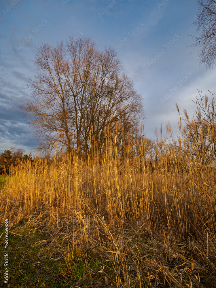 Landschaft im NSG Grettstädter Riedwiesen im Abendlicht, Landkreis Schweinfurt, Unterfranken, Bayern, Deutschland Landschaft im NSG Grettstädter Riedwiesen im Abendlicht, Landkreis Schweinfurt, Unterfranken, Bayern, Deutschland