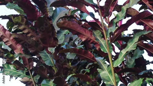 Etlingera elatior (Also called torch ginger, ginger flower, red ginger lily, kecombrang). In Bali, people use the white part of the bottom part of the trunk for cooking chilli sauce (Sambal Bongkot) photo