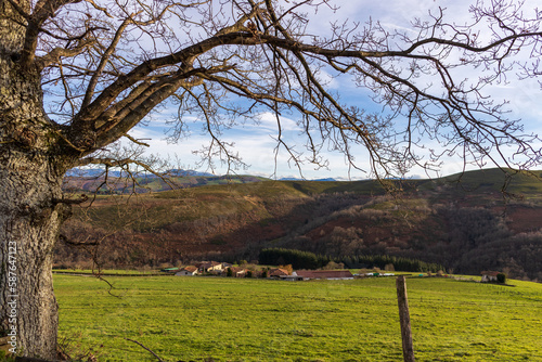 ancient tree in a green landscape