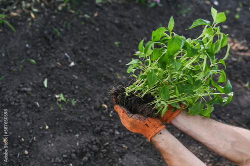 Seedlings of peppers in the hands. Planting in the ground.