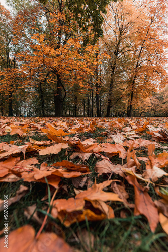 Beautiful autumn orange leaves lying on the grass in Lazienki Park  Warsaw  Poland 