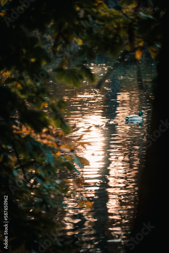 Duck swimming in a pond during sunset