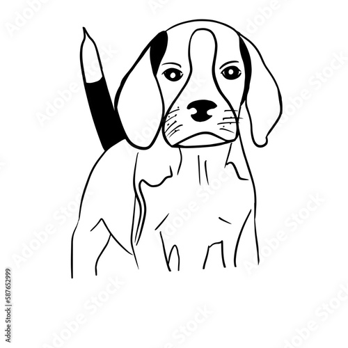 Vector illustration hand drawn beagle puppy, line art