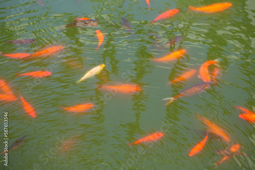 green pond with goldfish in japanese garden in sunlight