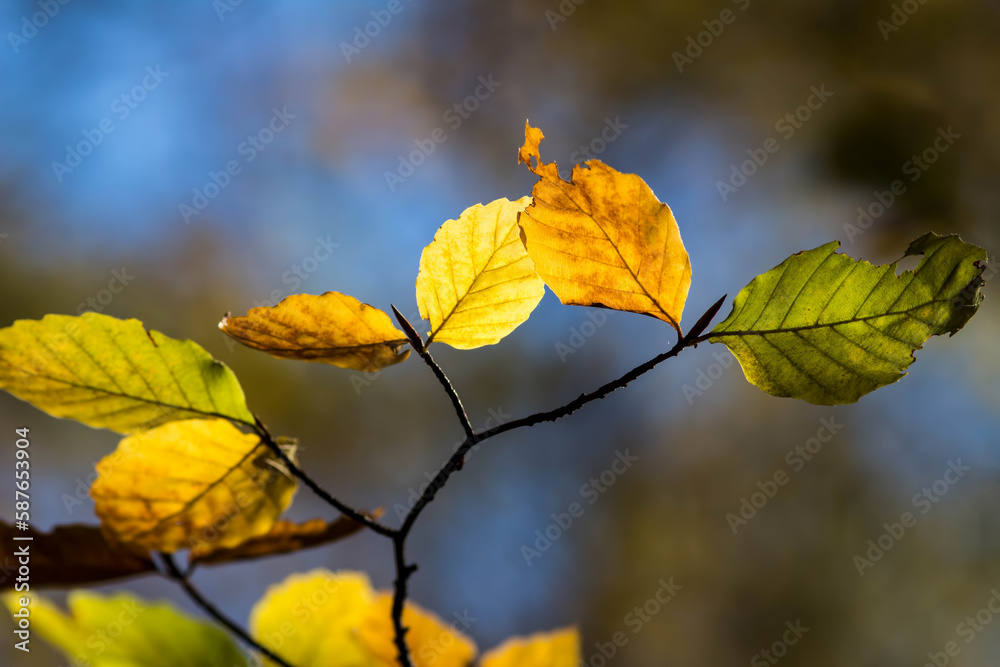 Beautiful colorful leaves in autumn. Beautiful colorful leaves in autumn.