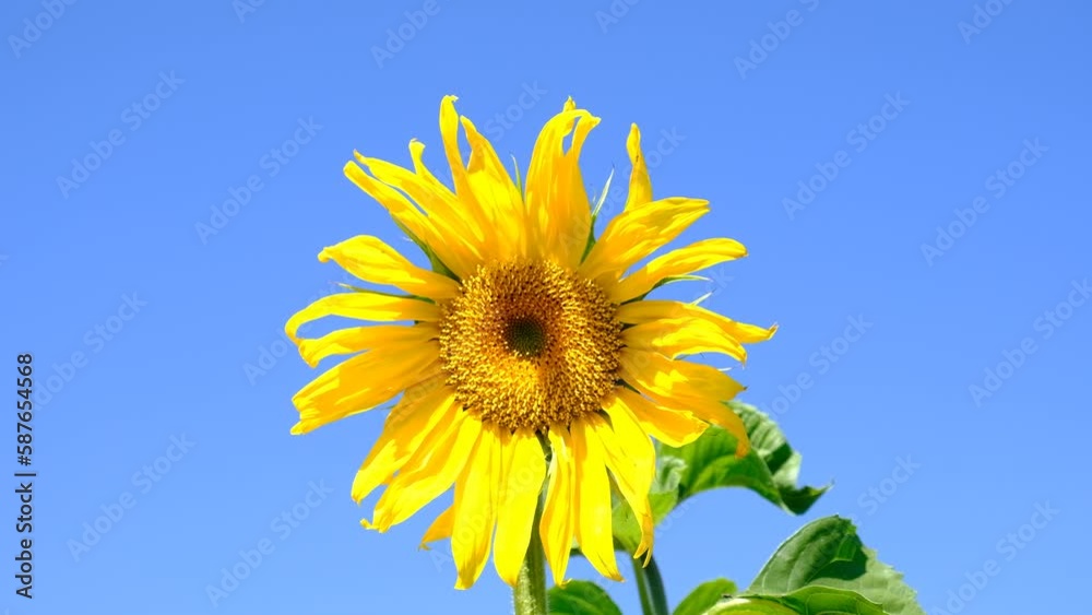 Yellow bright sunflowers with green leaves on a background of blue sky. Sunflower seeds. Growing Sunflower field and harvest sunflowers for oil production. Agriculture. Close up. Yellow bright sunflowers with green leaves on a background of blue sky. Sunflower seeds. Growing Sunflower field and harvest sunflowers for oil production. Agriculture. Close up.