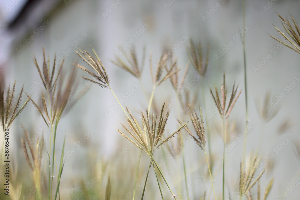 Grass flower in the garden with blurred background.
