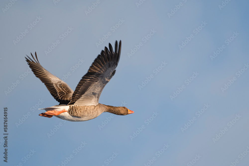 Obraz premium Greylag Goose in Winter