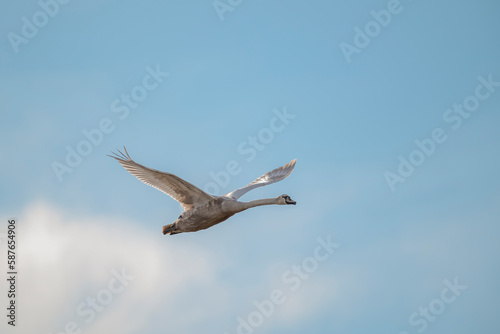 Mute Swan in flight 