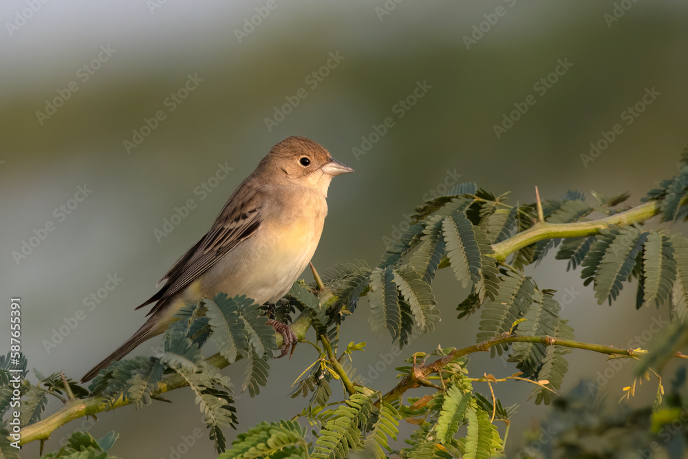 Female Black-headed bunting or Emberiza melanocephala observed near Nalsarovar Female Black-headed bunting or Emberiza melanocephala observed near Nalsarovar