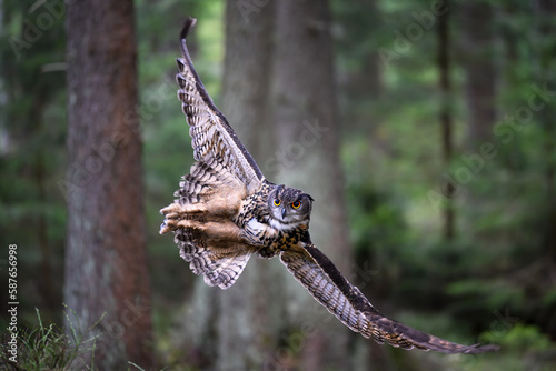 Great eagle owl lands in the woods on a stump.