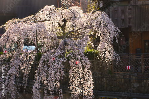 有馬温泉と桜