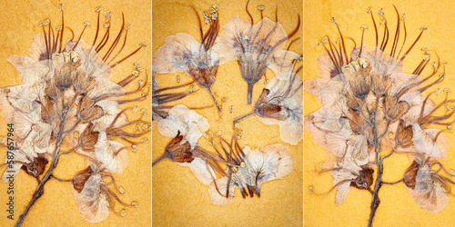 Collection of images with dry flower on paper texture.
