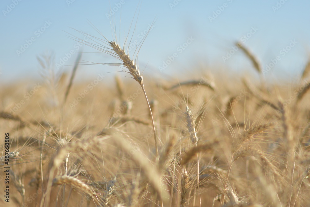 Fototapeta premium Wheat