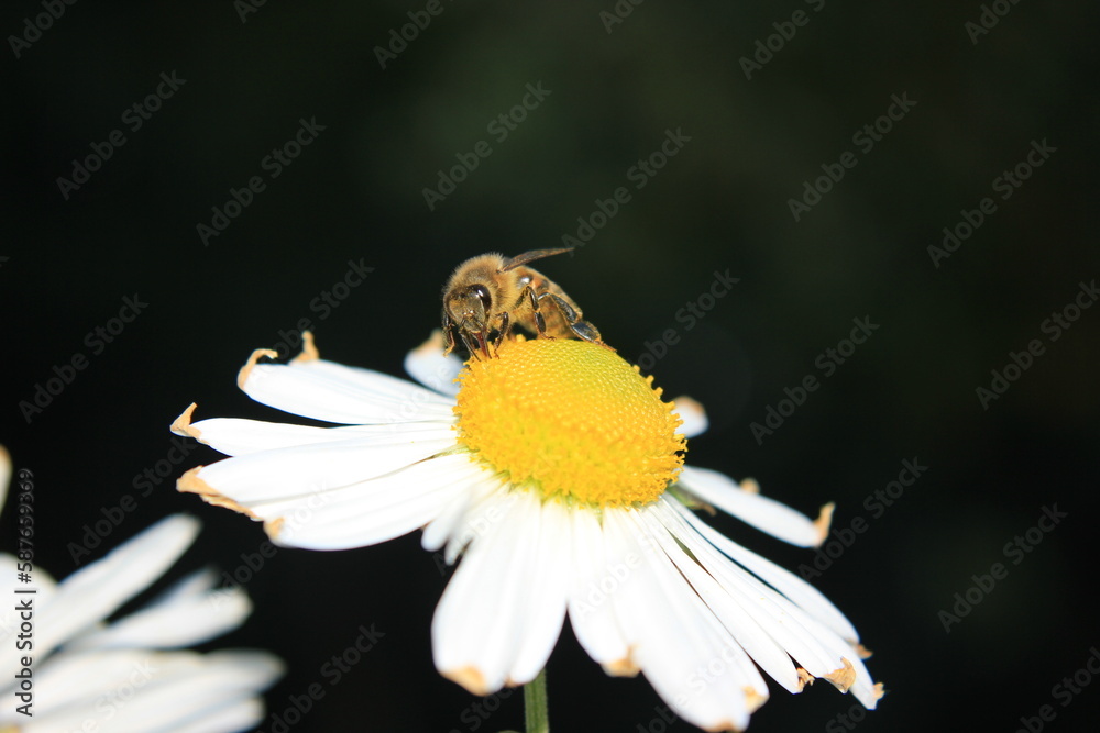 Honey bee collects nectar and pollinates the blossom Honey bee collects nectar and pollinates the blossom