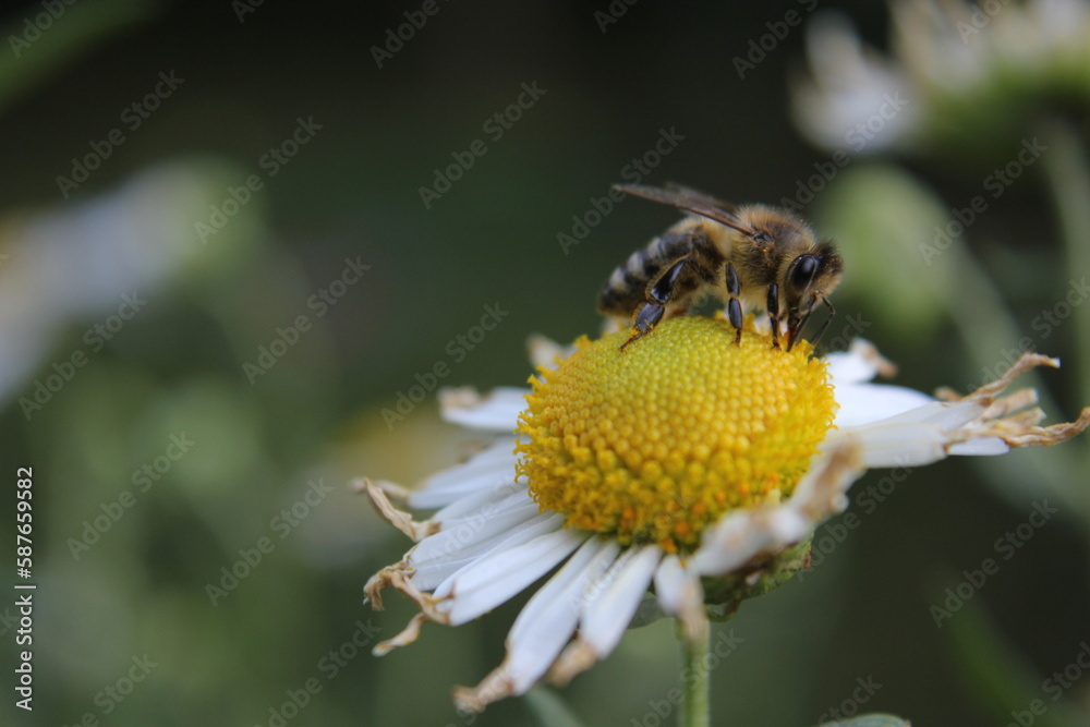 Honey bee collects nectar and pollinates the blossom Honey bee collects nectar and pollinates the blossom