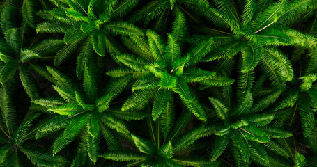 Aerial view top down view palm oil tree park