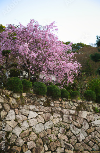 有馬温泉と桜