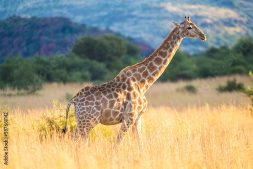 Giraffe, Pilanesburg National Park, nr Johannesburg, South Africa © Peter Adams