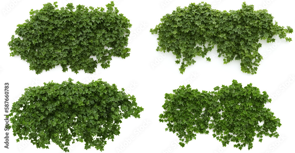 ivy, set of patches of climbing plants isolated on white background, generative ai ivy, set of patches of climbing plants isolated on white background, generative ai