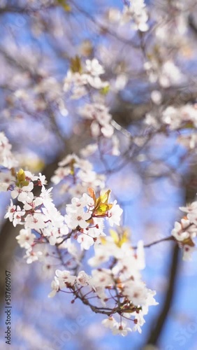 A vertical video of flowering white blossoms on tree branches in spring bloom against the blue sky