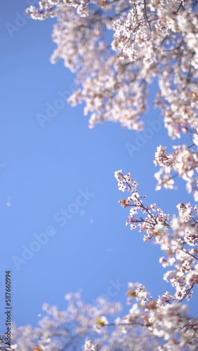 A vertical video of flowering white blossoms on tree branches in spring bloom against the blue sky