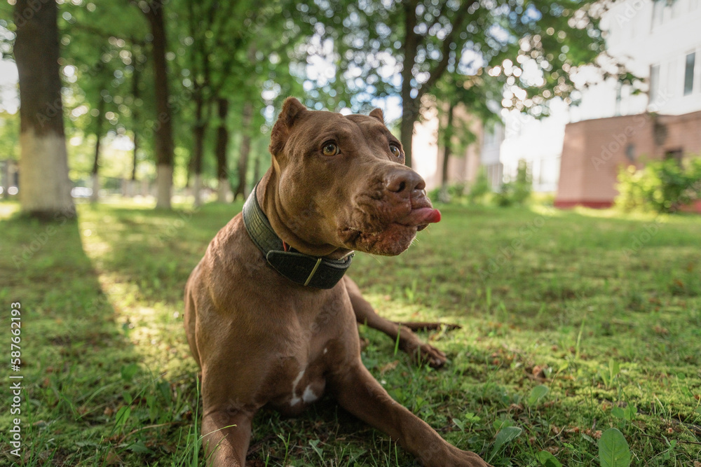 American pit bull terrier lies on the grass in summer.