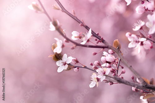 Kwiaty wiśni japońskiej Sakura. Sezon wiosenny. Pastelowe kwiaty na dziko kwitnących drzewach. Wiosenny ogród.