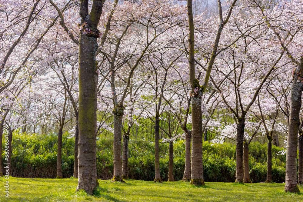 Selective focus of white pink Cherry Blossom or Sakura full bloom in the garden during the spring season, Kersenbloesempark (flower park) Cherry trees in the Amsterdamse Bos, Amstelveen, Netherlands.