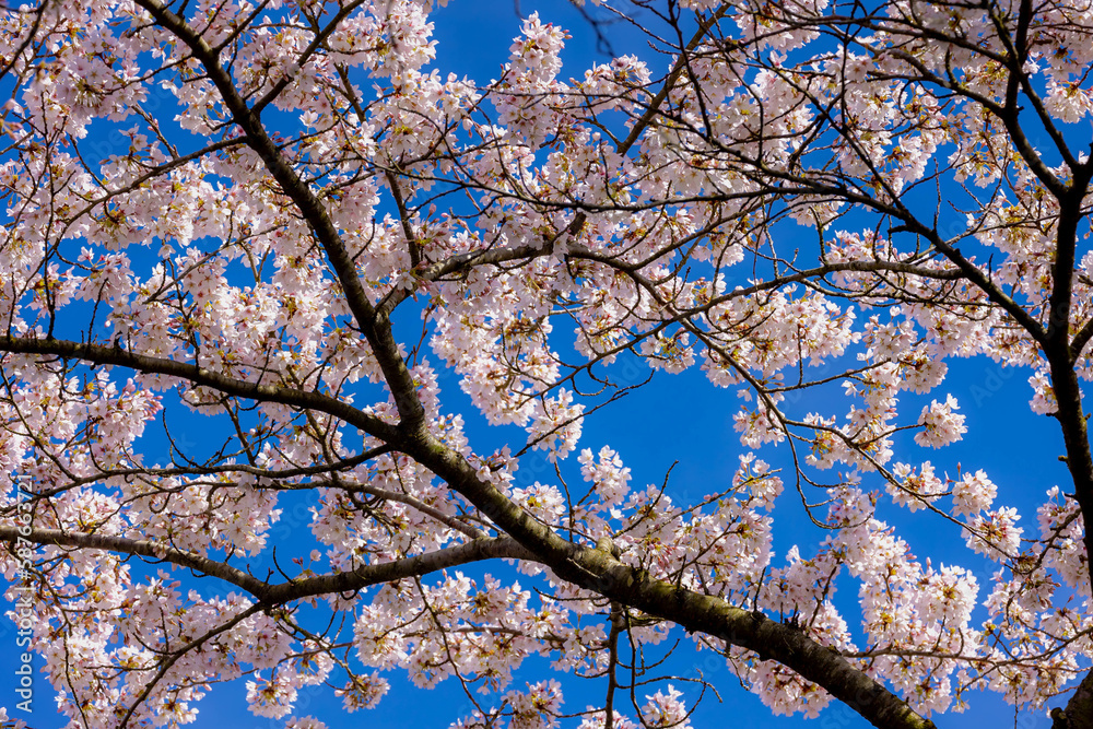 Selective focus of branches white pink Cherry blossoms on the tree under blue sky and sun, Beautiful Sakura flowers in spring season in the park, Floral pattern texture, Nature wallpaper background. Selective focus of branches white pink Cherry blossoms on the tree under blue sky and sun, Beautiful Sakura flowers in spring season in the park, Floral pattern texture, Nature wallpaper background.