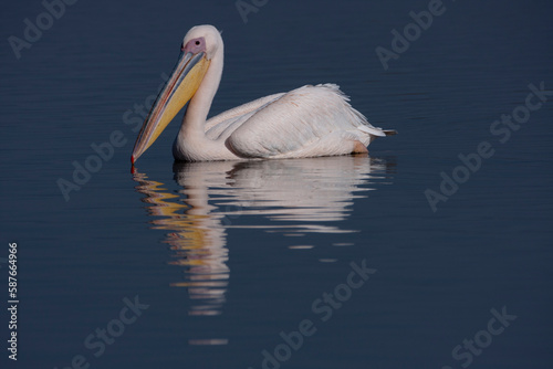 Pelican © Svetlana Braiman