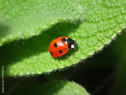 Seven-spot ladybird beetle (Coccinella septempunctata) sitting on a bright green hairy leaf