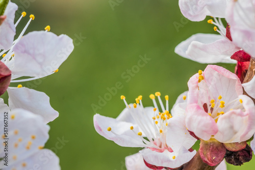 Apricot flowers on a green background shot close up. Photos of flowering apricot tree and apricot flowers