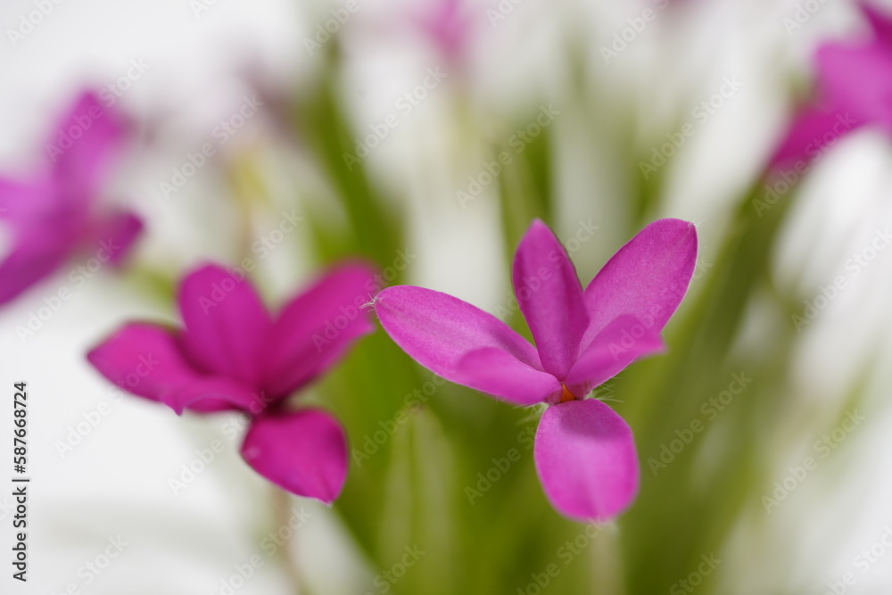 Obraz premium 早春に咲く可憐な花 アッツ桜 南アフリカ原産