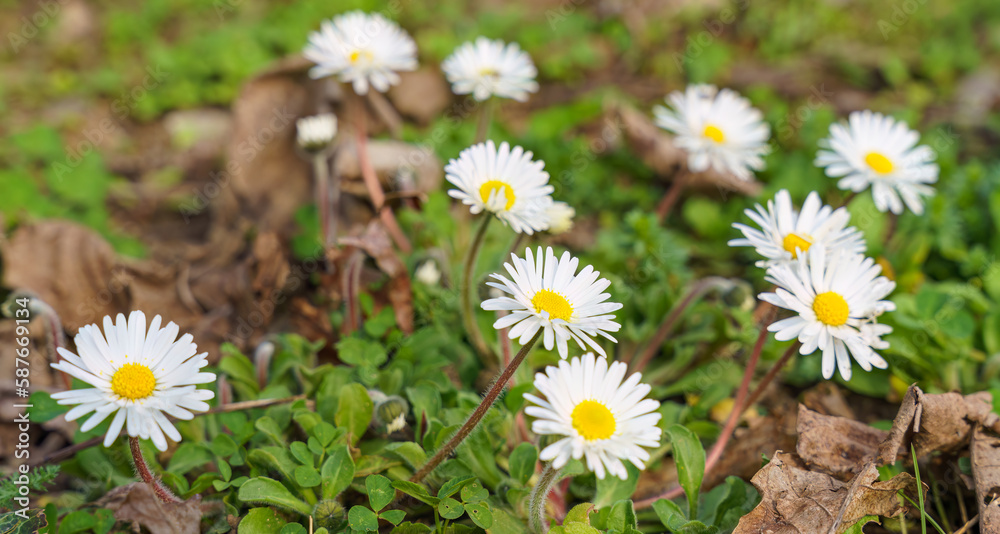 The daisy, Bellis perennis. Known as common daisy, lawn daisy or English daisy. The daisy, Bellis perennis. Known as common daisy, lawn daisy or English daisy.