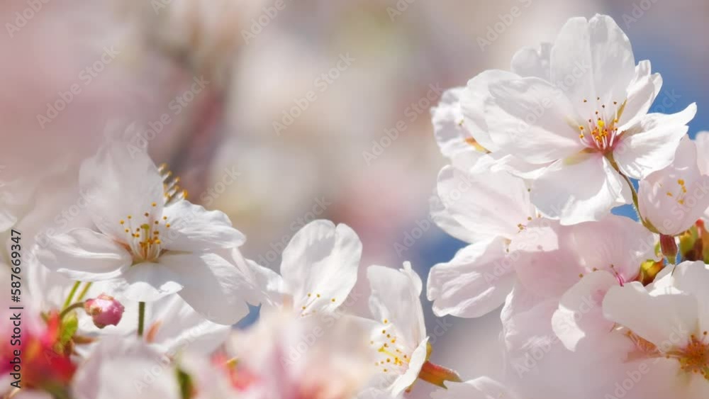 Beautiful cherry petals swaying in the wind on a sunny spring day Beautiful cherry petals swaying in the wind on a sunny spring day