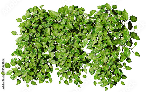 Devil s ivy  climbing plant  isolated on transparent background